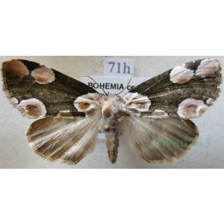 Thyatira batis (Linnaeus, 1758) Plamówka malinówka Czech71h